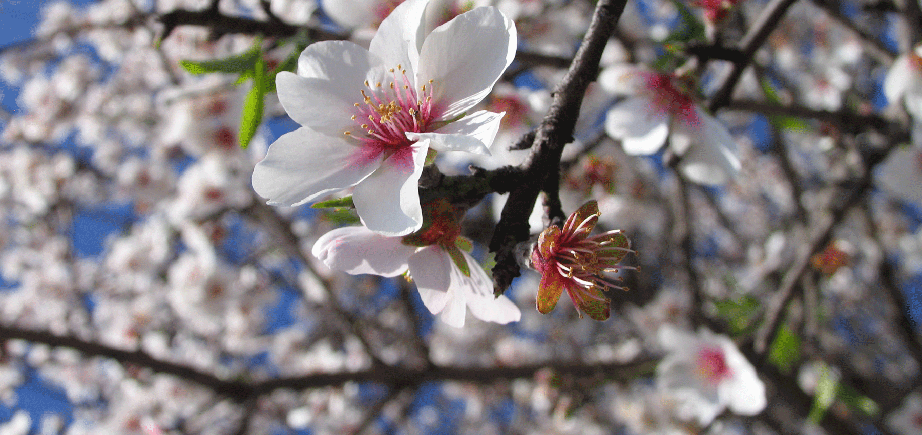 Les Floraux - Collines de Provence