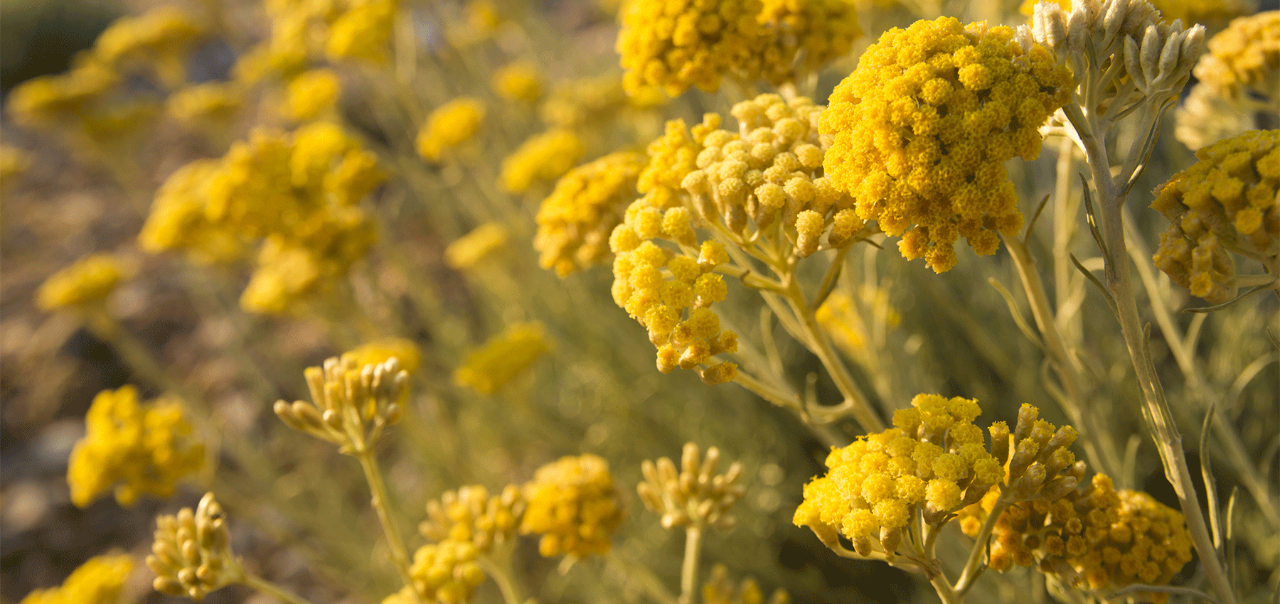 The Spices - Collines de Provence
