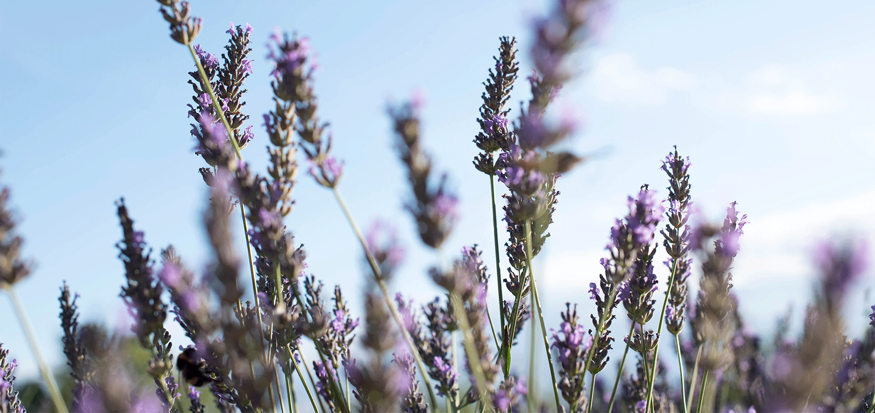 Offres - Collines de Provence
