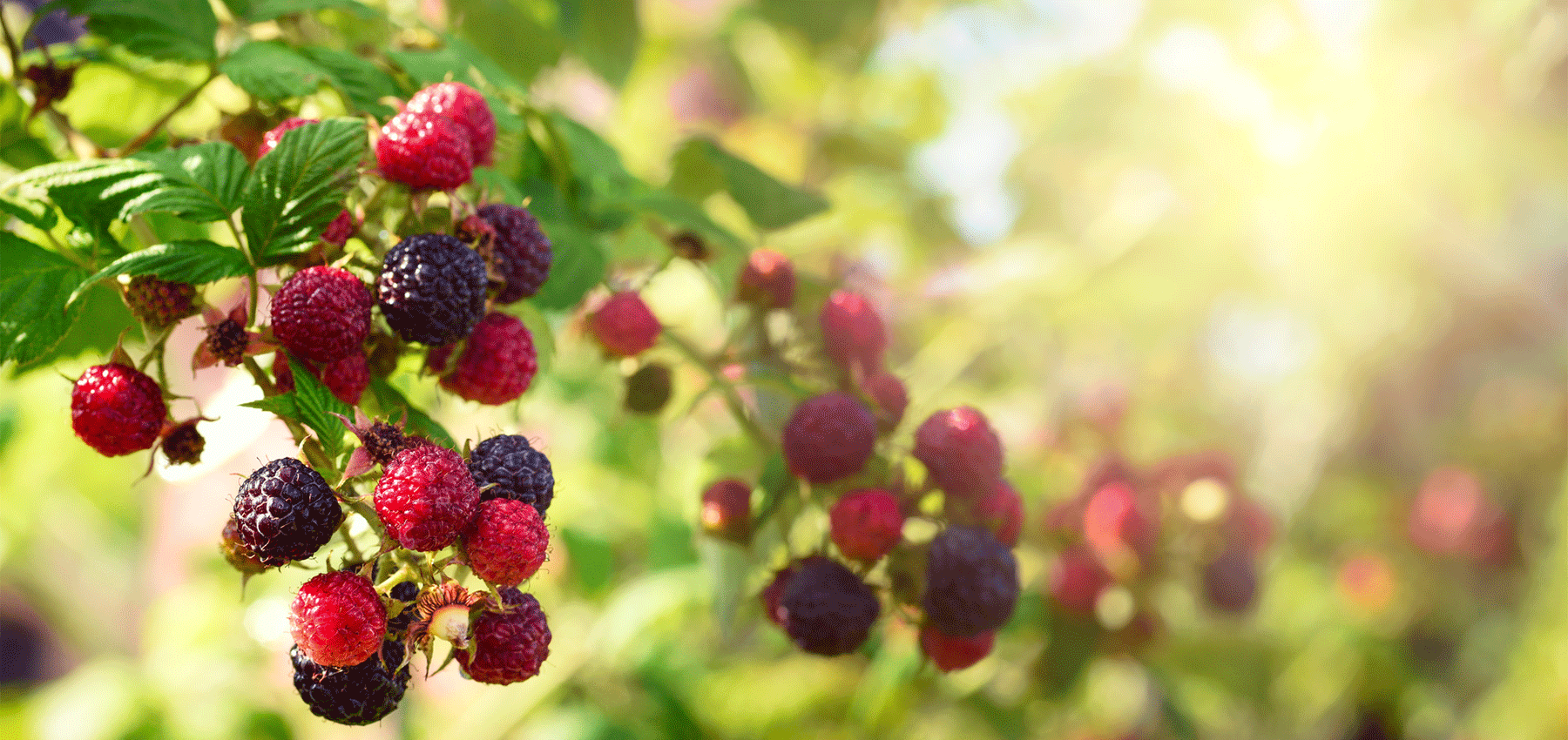 The Fruity - Collines de Provence