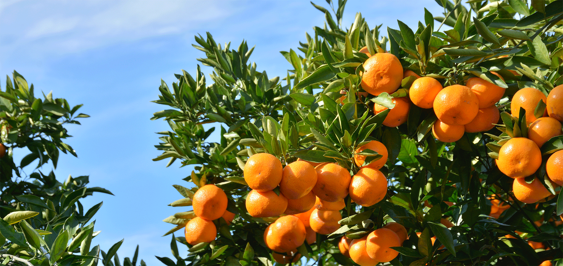 Die Hesperidae - Collines de Provence