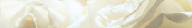 Fleurs blanches